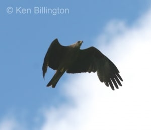 Black Kite (Milvus migrans) (01)