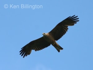 Black Kite (Milvus migrans) (02)