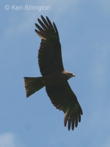 Black Kite (Milvus migrans) (05)