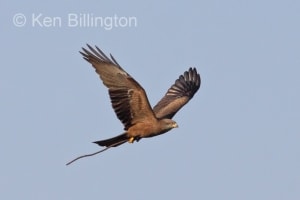 Black Kite (Milvus migrans) (09)