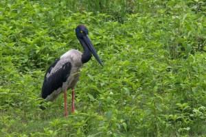 Black-necked Stork Ephippiorhynchus Asiaticus