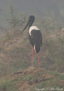 Black-necked Stork Ephippiorhynchus asiaticus 