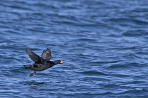 Black Scoter (male) in Flight