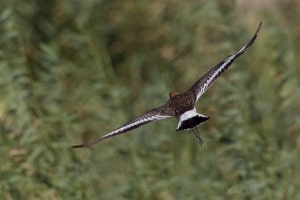 Black-tailed Godwit Limosa Limosa