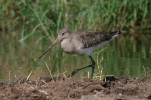 Black-tailed Godwit Limosa Limosa