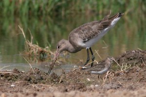 Black-tailed Godwit Limosa Limosa