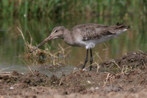 Black-tailed Godwit Limosa Limosa