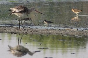 Black-tailed Godwit Limosa Limosa