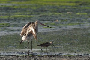 Black-tailed Godwit Limosa Limosa