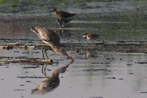 Black-tailed Godwit Limosa Limosa