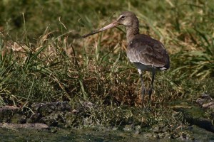 Black-tailed Godwit Limosa Limosa