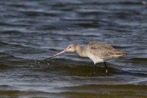 Black-tailed Godwit Limosa Limosa