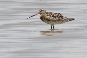 Black-tailed Godwit Limosa Limosa