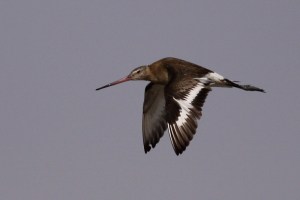 Black-tailed Godwit Limosa Limosa