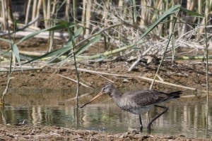 Black-tailed Godwit Limosa Limosa