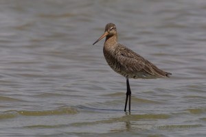 Black-tailed Godwit Limosa Limosa