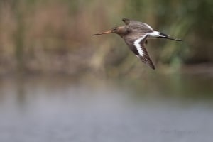 Black-tailed Godwit Limosa Limosa