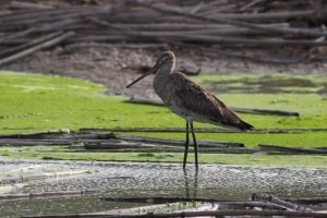 Black-tailed Godwit Limosa Limosa