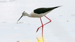 Black-Winged Stilt (Himantopus himantopus) 
