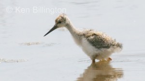 Black-Winged Stilt (Himantopus himantopus) 