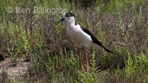 Black-Winged Stilt (Himantopus himantopus) 