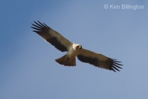 Booted Eagle (Hieraaetus pennatus) (01)