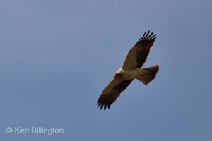 Booted Eagle (Hieraaetus pennatus) (04)