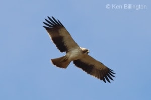 Booted Eagle (Hieraaetus pennatus) (03)