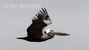 Brown Pelican (Pelecanus occidentalis) 