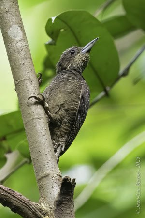 Buff-necked Woodpecker - Meiglyptes Tukki