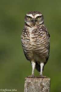 Burrowing Owl (Athene cunicularia) - 1