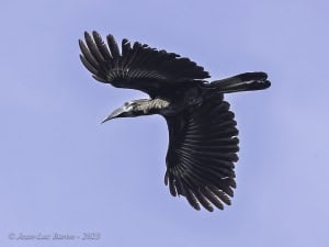 Bushy-crested Hornbill - Anorrhinus Galeritus