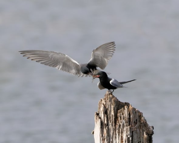 Black Terns, Courtship Feeding