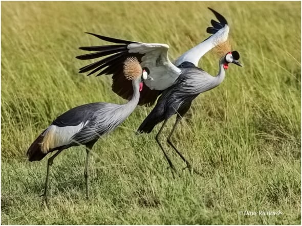 A Pair of Grey Crowned Cranes