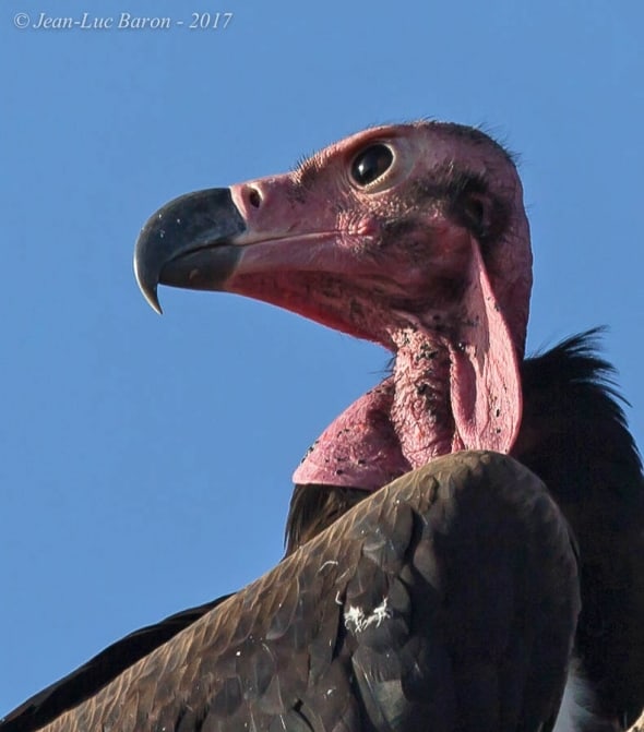 Red-headed Vulture Sarcogyps calvus