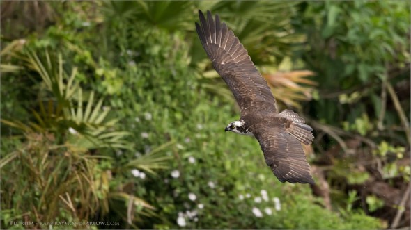 Osprey in Florida