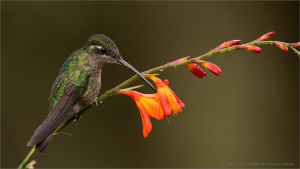 Magnificent Hummingbird - Costa Rica