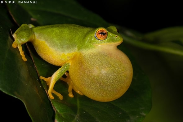 Jayaram’s Bush Frog  -   Raorchestes Jayarami