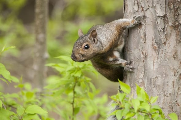 Grey Squirrels Can Also Have Other Colors