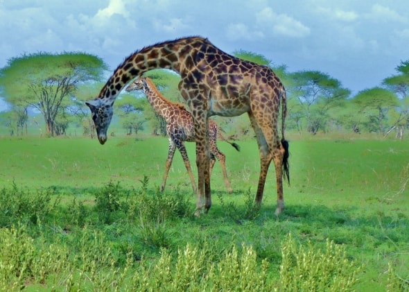 Twiga on the Serengeti
