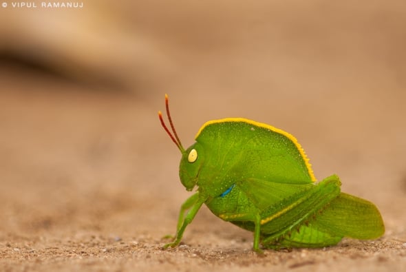 Hooded Grasshopper  -  Teratodes Monticollis