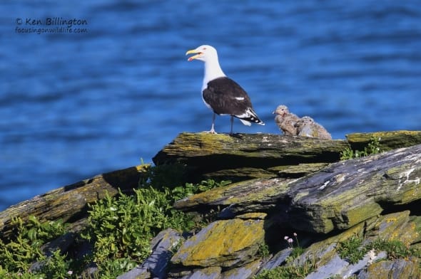 Proud Father - Great Black-backed Gull with Chicks