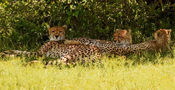 A Little Family Rest in the Bush