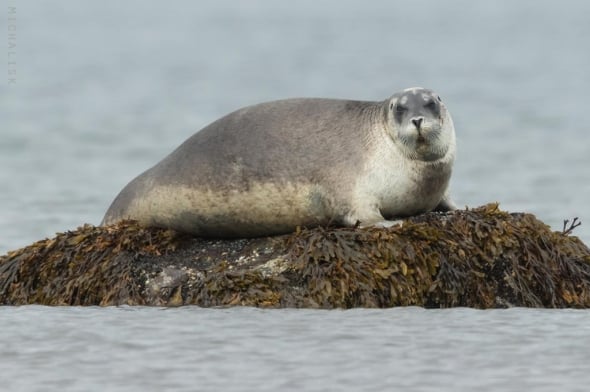 Harbor Seal (Phoca Vitulina) Resting