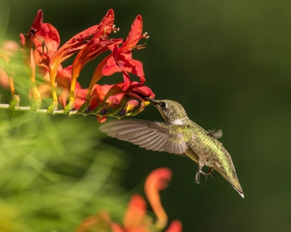 Ruby-throated Hummingbird on Crocosmia