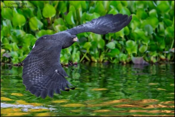 Great Black Hawk (Buteogallus urubitinga)