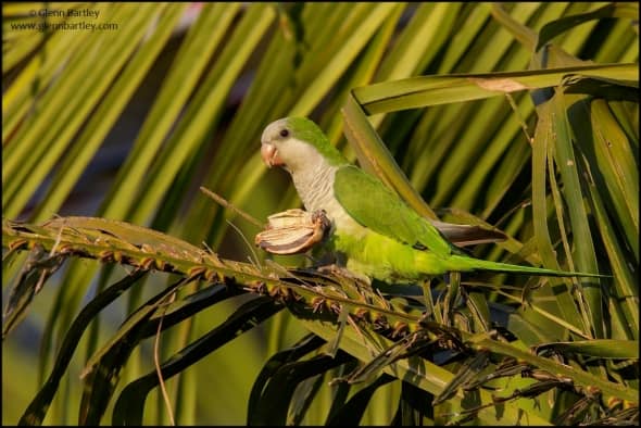 Monk Parakeet (Myiopsitta monachus)