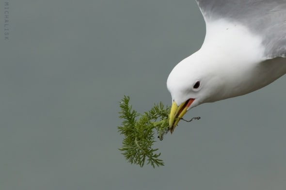 A Small Gift from a Kittiwake