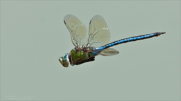 Dragonfly in Tanzania