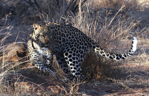 Graceful Leopard
